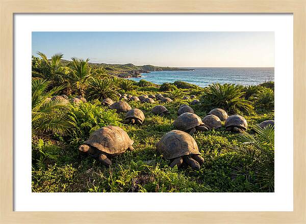Grazing Aldabra Giant Tortoises