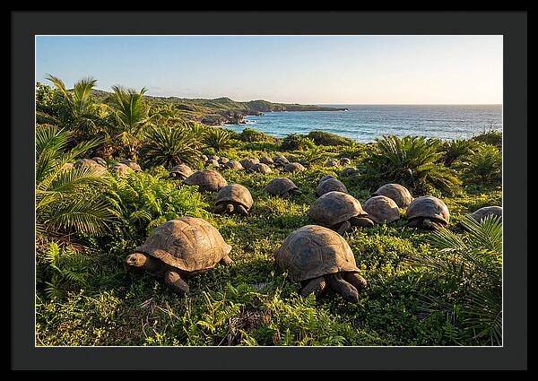 Grazing Aldabra Giant Tortoises