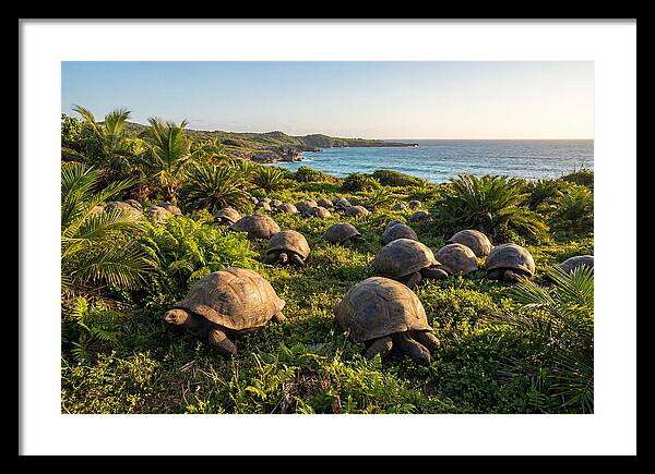 Grazing Aldabra Giant Tortoises