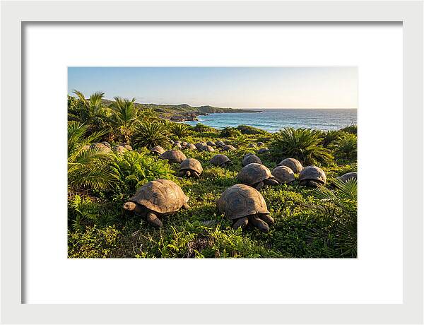 Grazing Aldabra Giant Tortoises