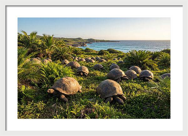 Grazing Aldabra Giant Tortoises