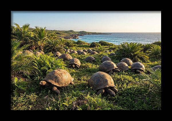 Grazing Aldabra Giant Tortoises