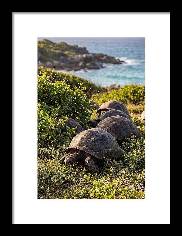 Grazing Aldabra Tortoises By The Shore
