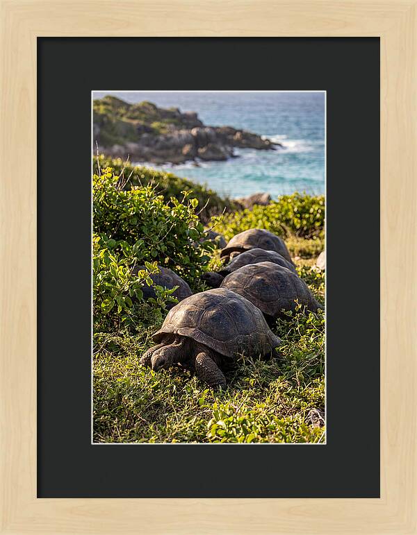 Grazing Aldabra Tortoises By The Shore