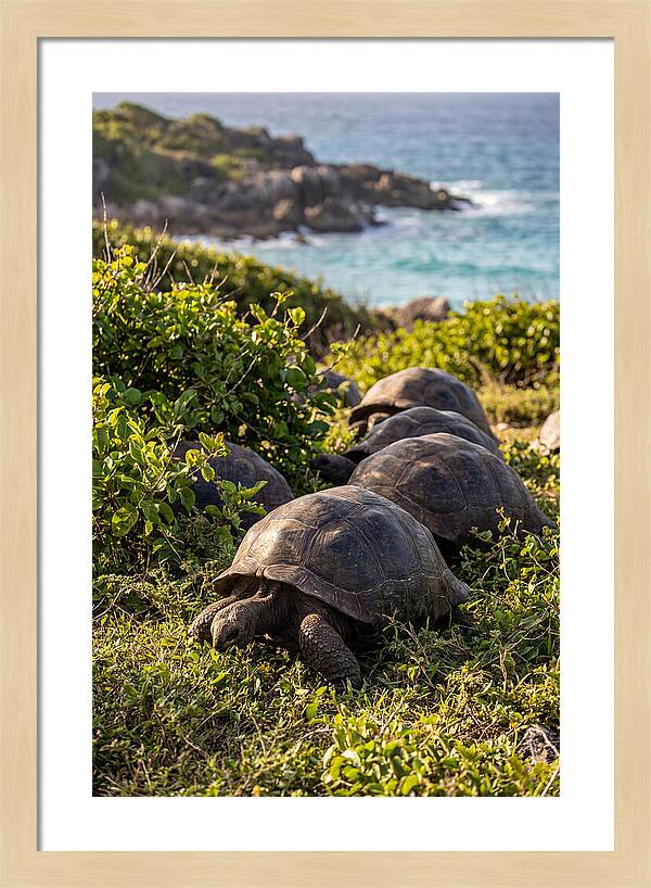 Grazing Aldabra Tortoises By The Shore