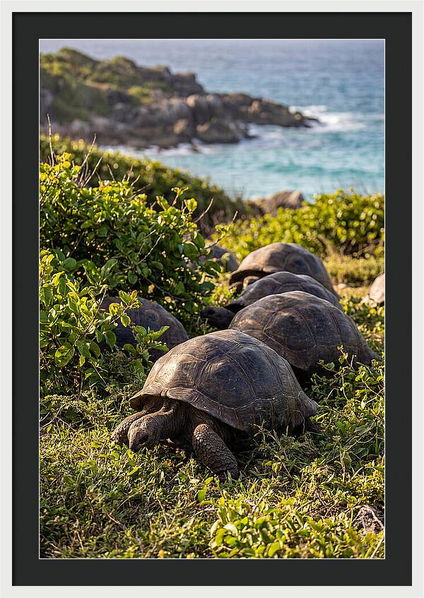 Grazing Aldabra Tortoises By The Shore