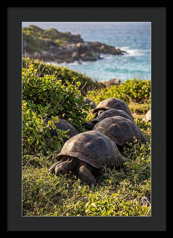 Grazing Aldabra Tortoises By The Shore
