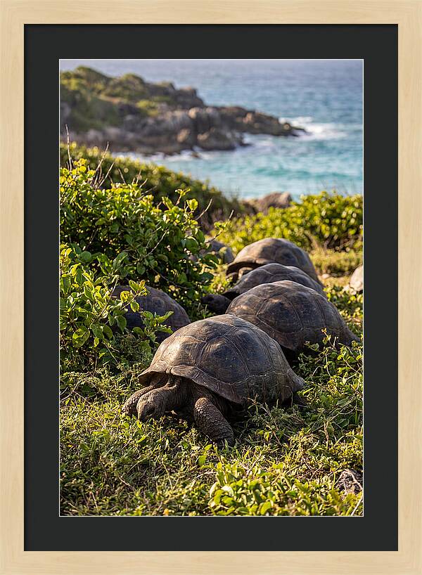 Grazing Aldabra Tortoises By The Shore