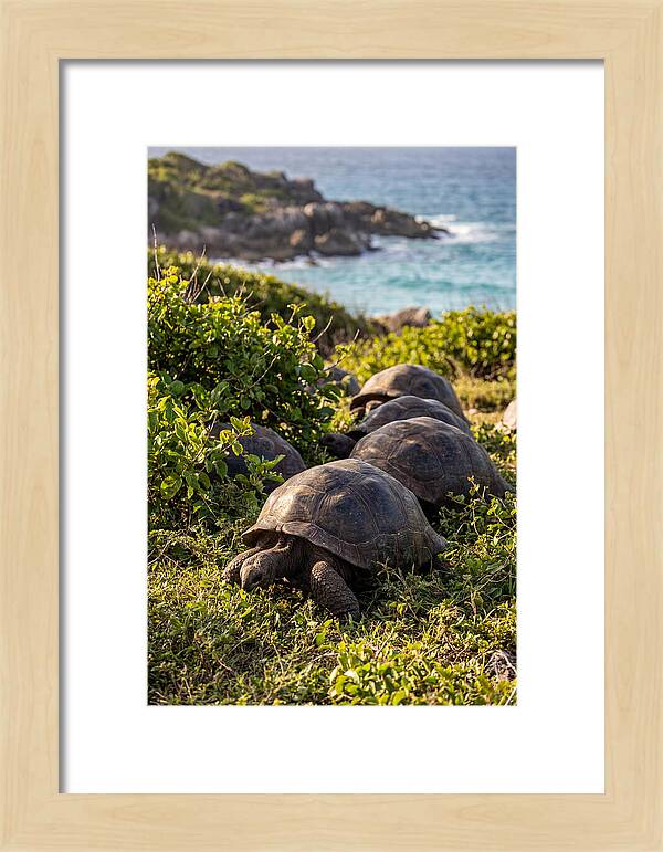 Grazing Aldabra Tortoises By The Shore