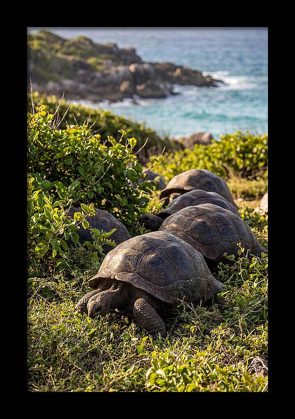 Grazing Aldabra Tortoises By The Shore