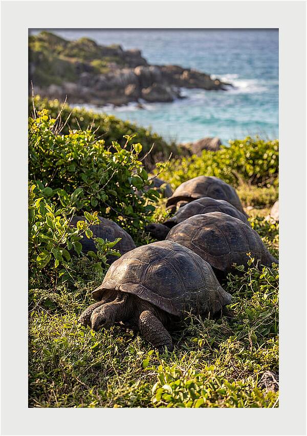 Grazing Aldabra Tortoises By The Shore