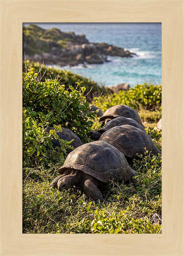 Grazing Aldabra Tortoises By The Shore