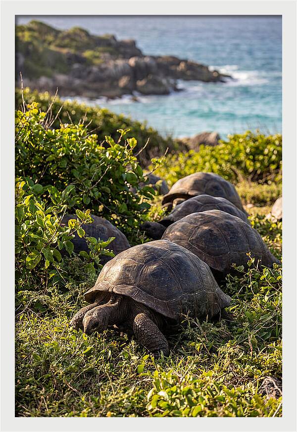 Grazing Aldabra Tortoises By The Shore