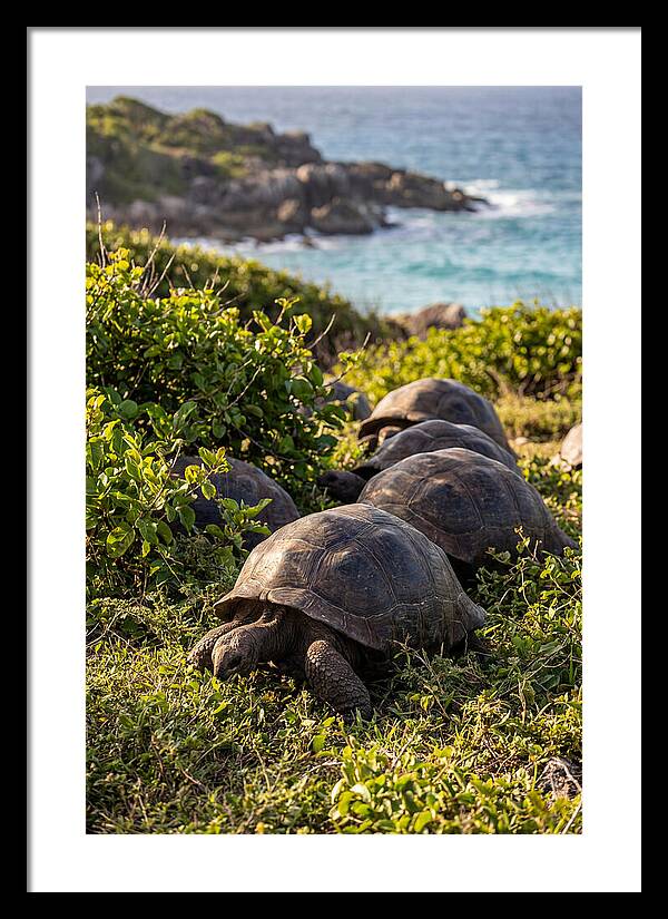 Grazing Aldabra Tortoises By The Shore