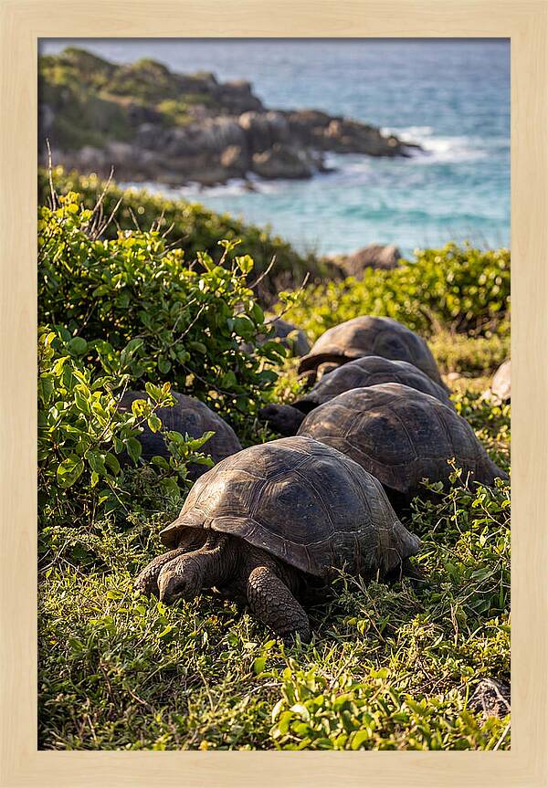 Grazing Aldabra Tortoises By The Shore