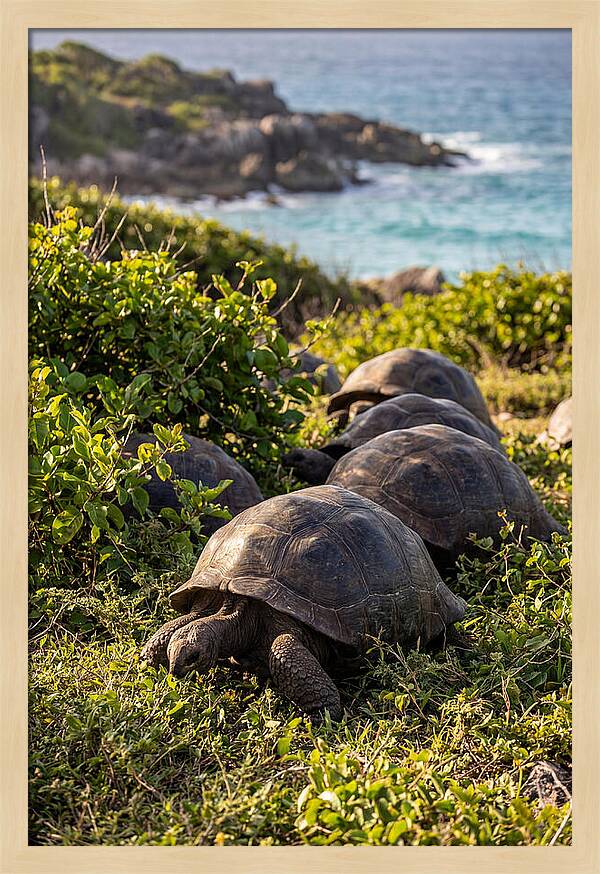Grazing Aldabra Tortoises By The Shore