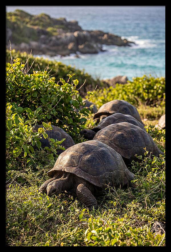 Grazing Aldabra Tortoises By The Shore