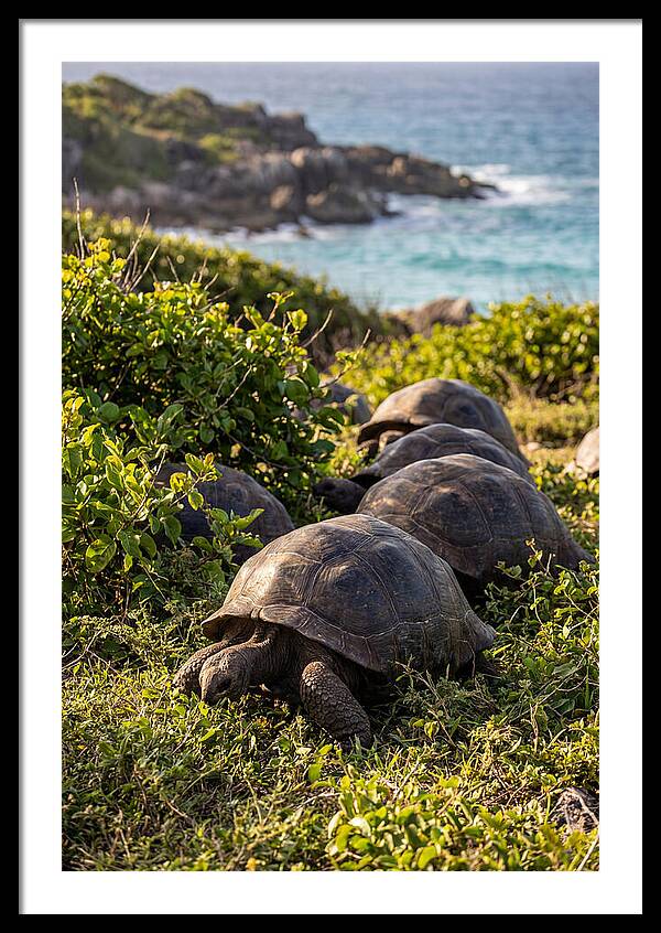 Grazing Aldabra Tortoises By The Shore