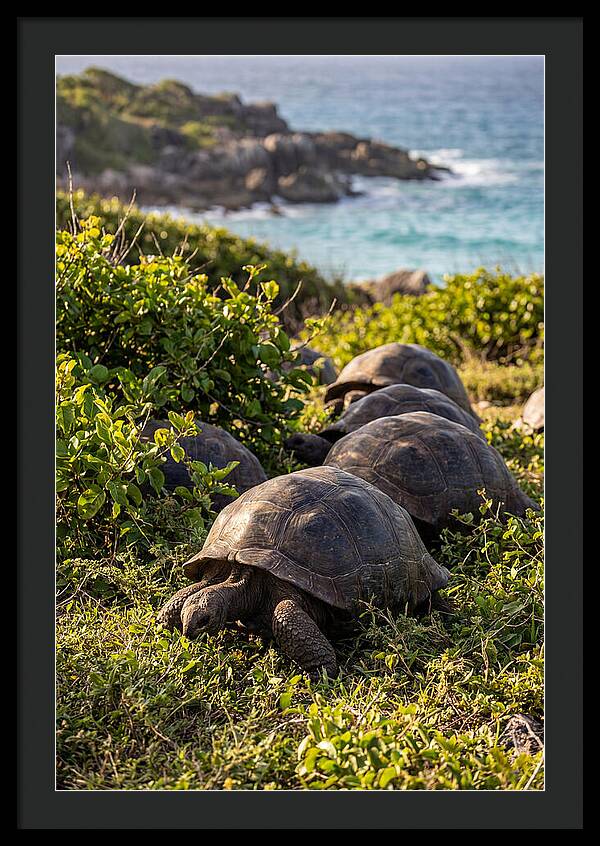 Grazing Aldabra Tortoises By The Shore
