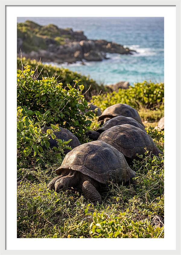Grazing Aldabra Tortoises By The Shore