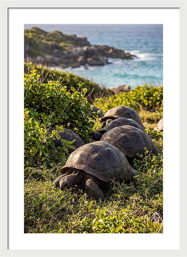 Grazing Aldabra Tortoises By The Shore