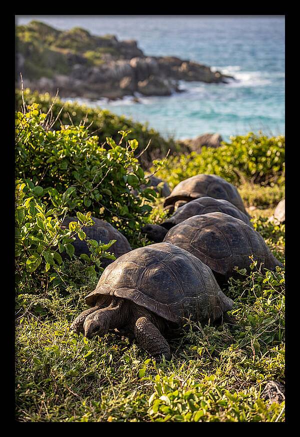 Grazing Aldabra Tortoises By The Shore