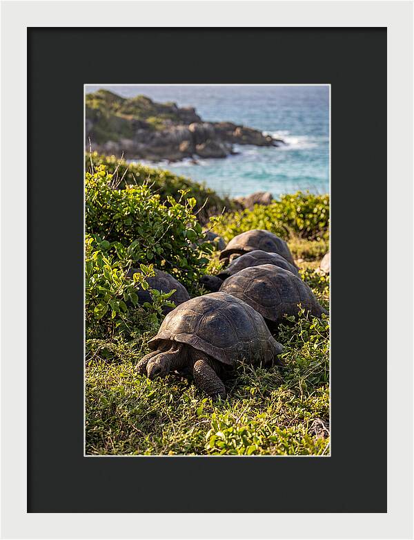 Grazing Aldabra Tortoises By The Shore