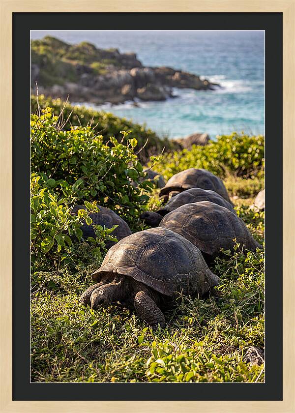 Grazing Aldabra Tortoises By The Shore