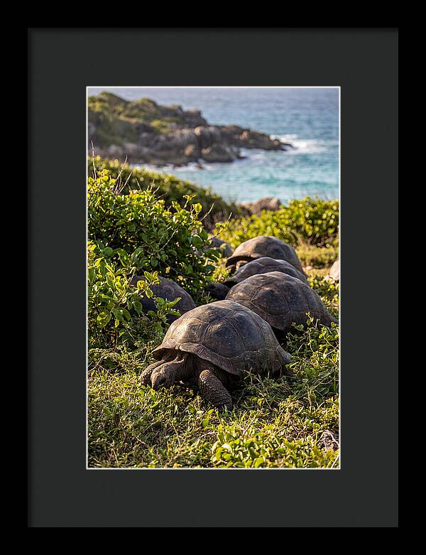 Grazing Aldabra Tortoises By The Shore
