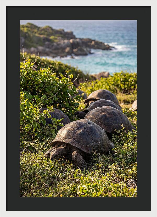 Grazing Aldabra Tortoises By The Shore