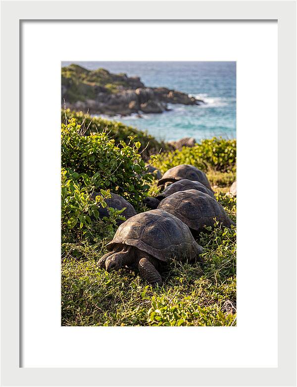 Grazing Aldabra Tortoises By The Shore