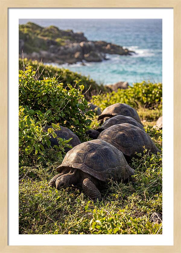 Grazing Aldabra Tortoises By The Shore