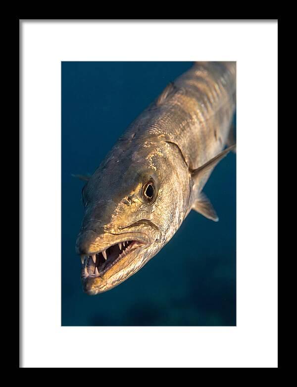 Great Barracuda Encounter