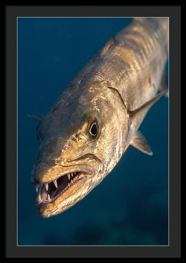 Great Barracuda Encounter