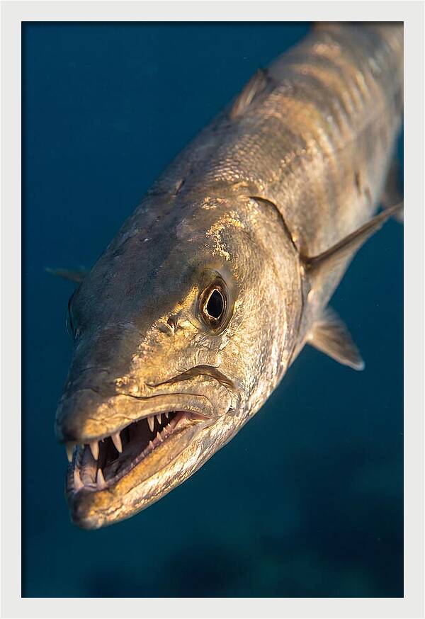 Great Barracuda Encounter