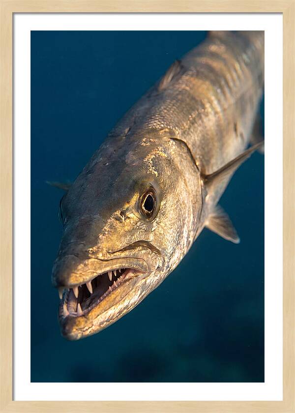 Great Barracuda Encounter