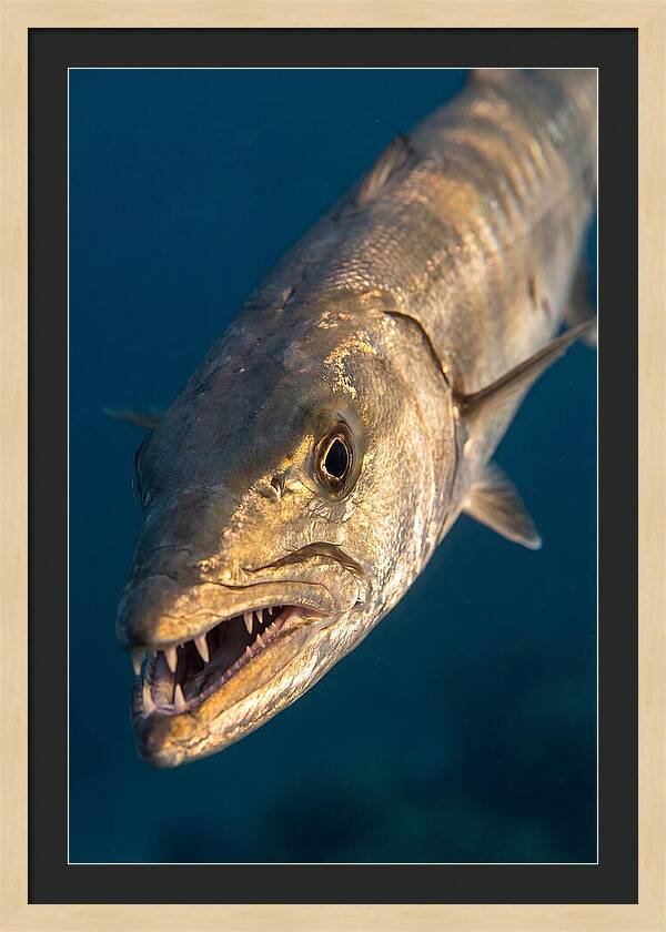 Great Barracuda Encounter