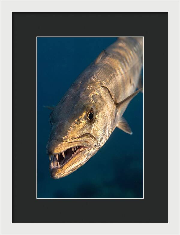 Great Barracuda Encounter