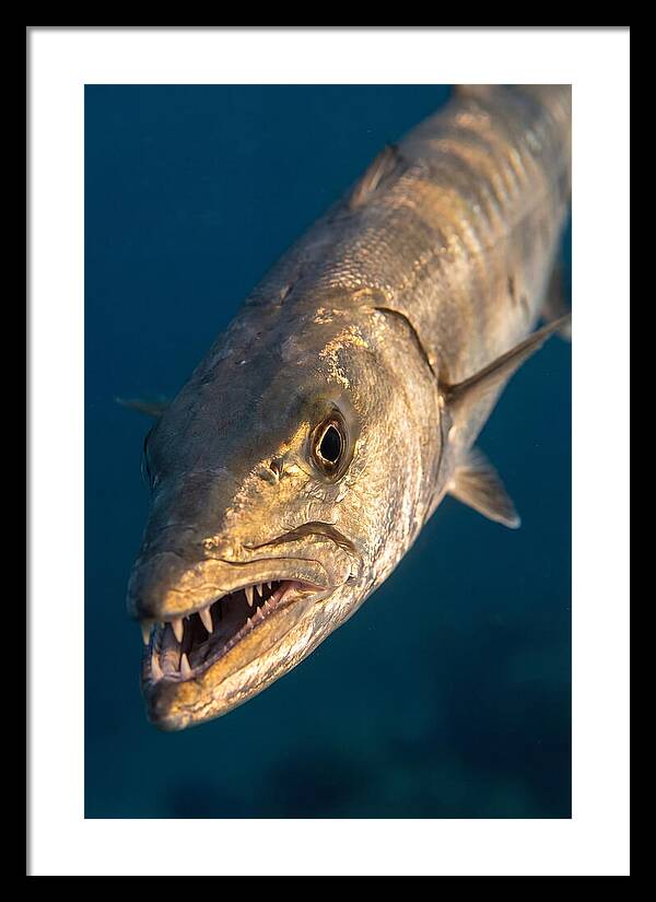 Great Barracuda Encounter