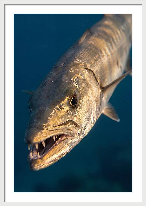 Great Barracuda Encounter
