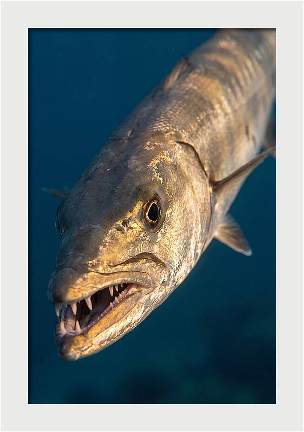 Great Barracuda Encounter