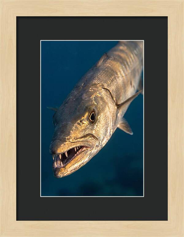 Great Barracuda Encounter