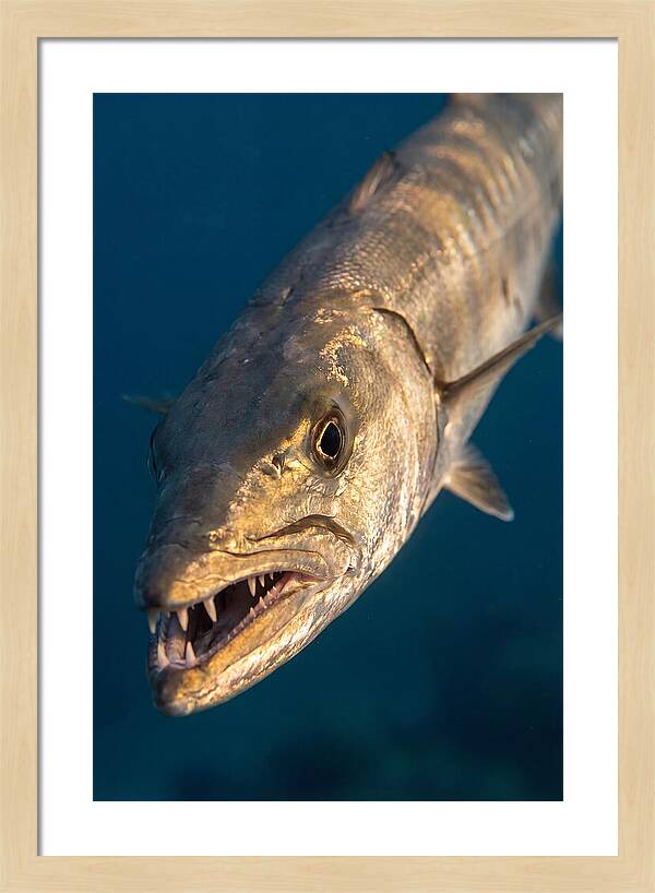 Great Barracuda Encounter