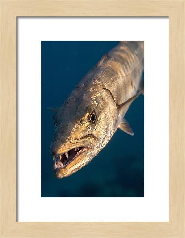 Great Barracuda Encounter