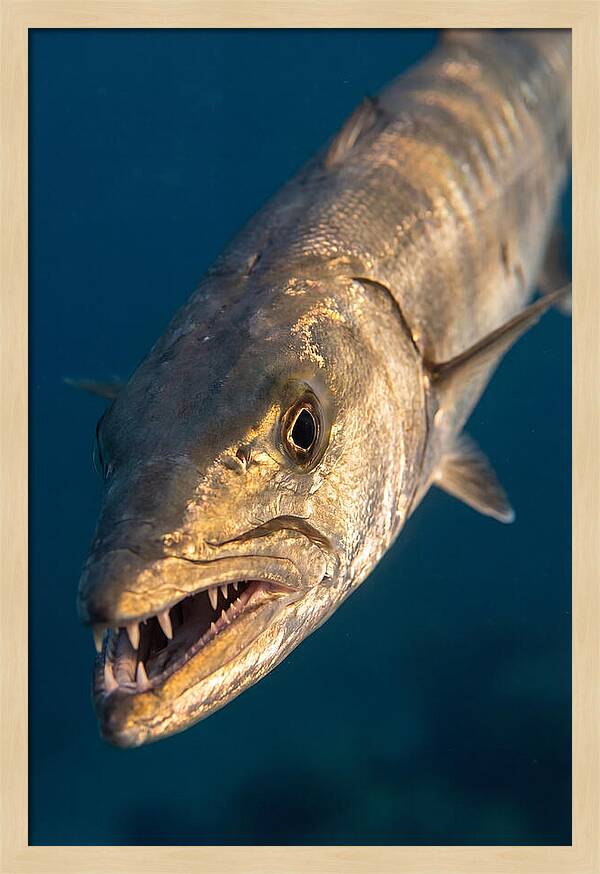 Great Barracuda Encounter