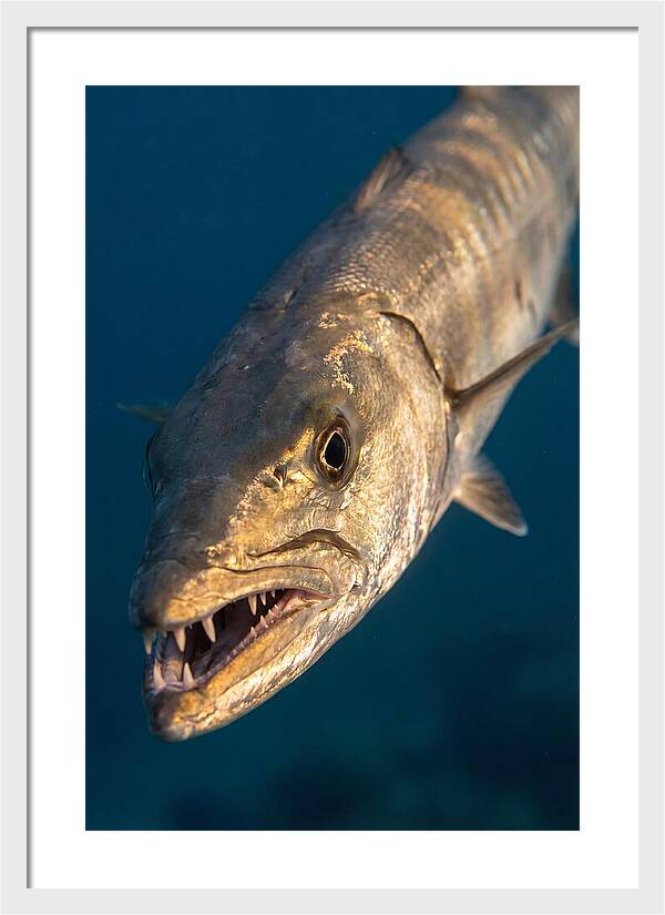 Great Barracuda Encounter