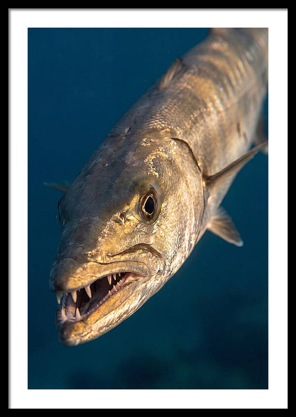 Great Barracuda Encounter