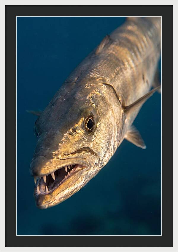 Great Barracuda Encounter