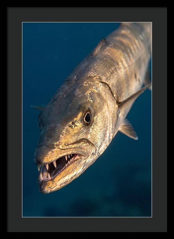 Great Barracuda Encounter