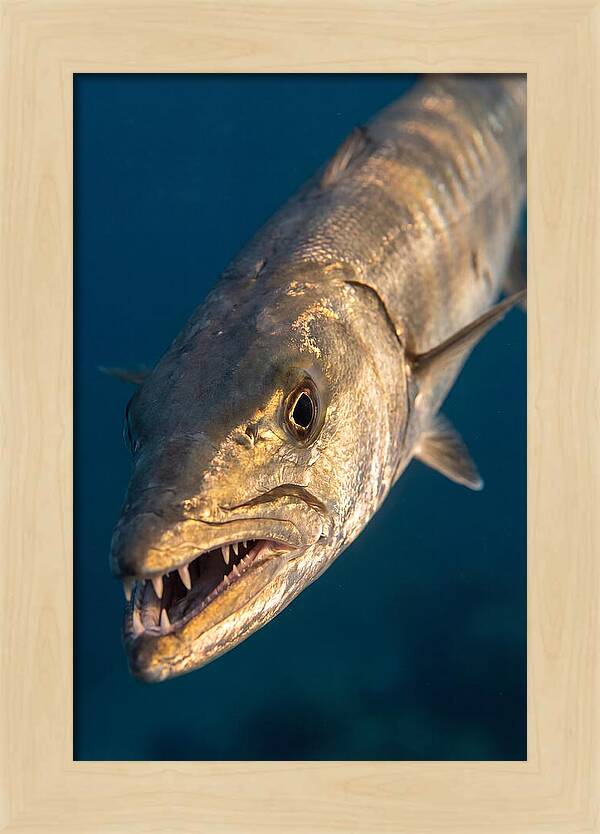 Great Barracuda Encounter